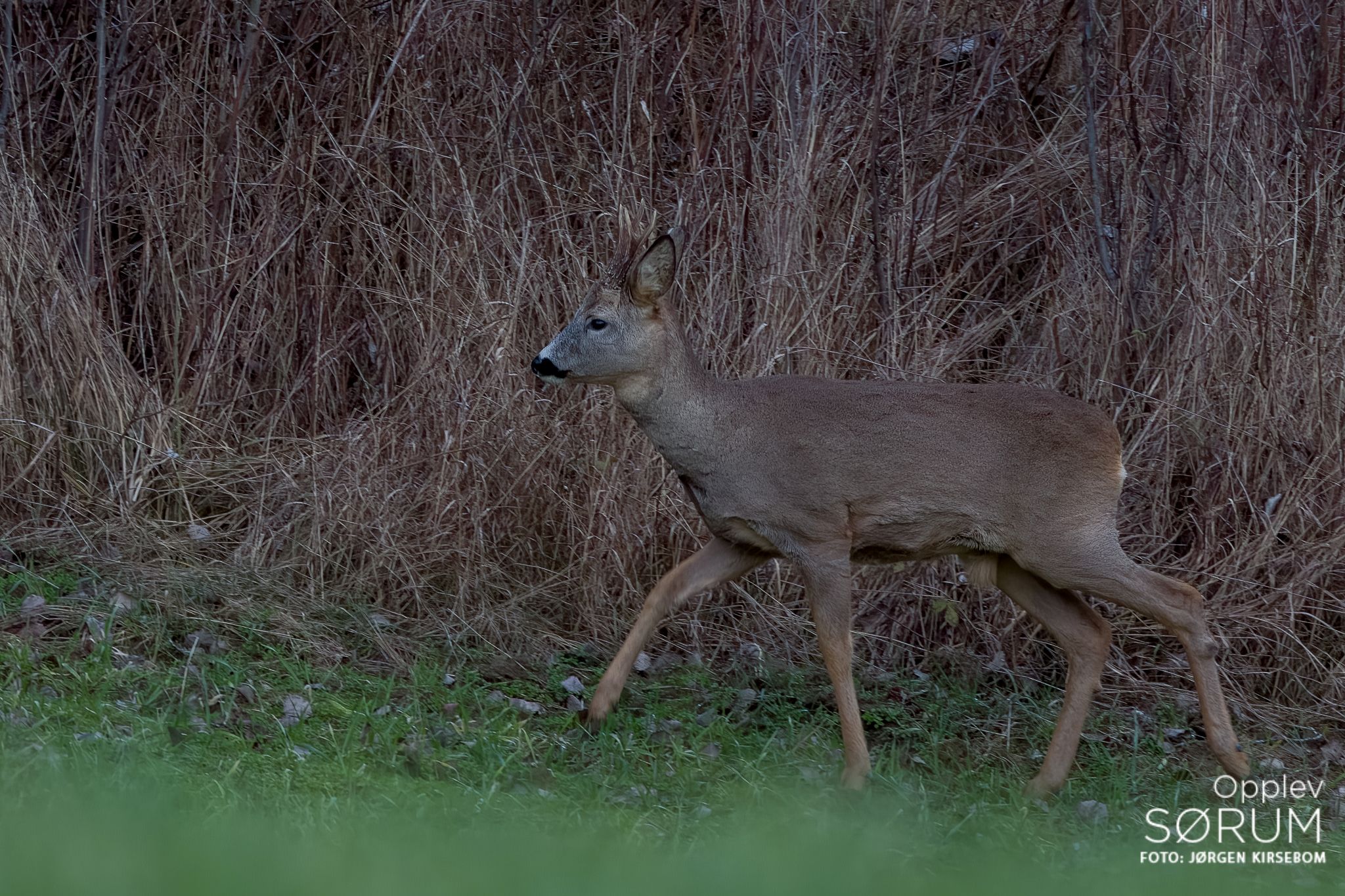 natur-november03