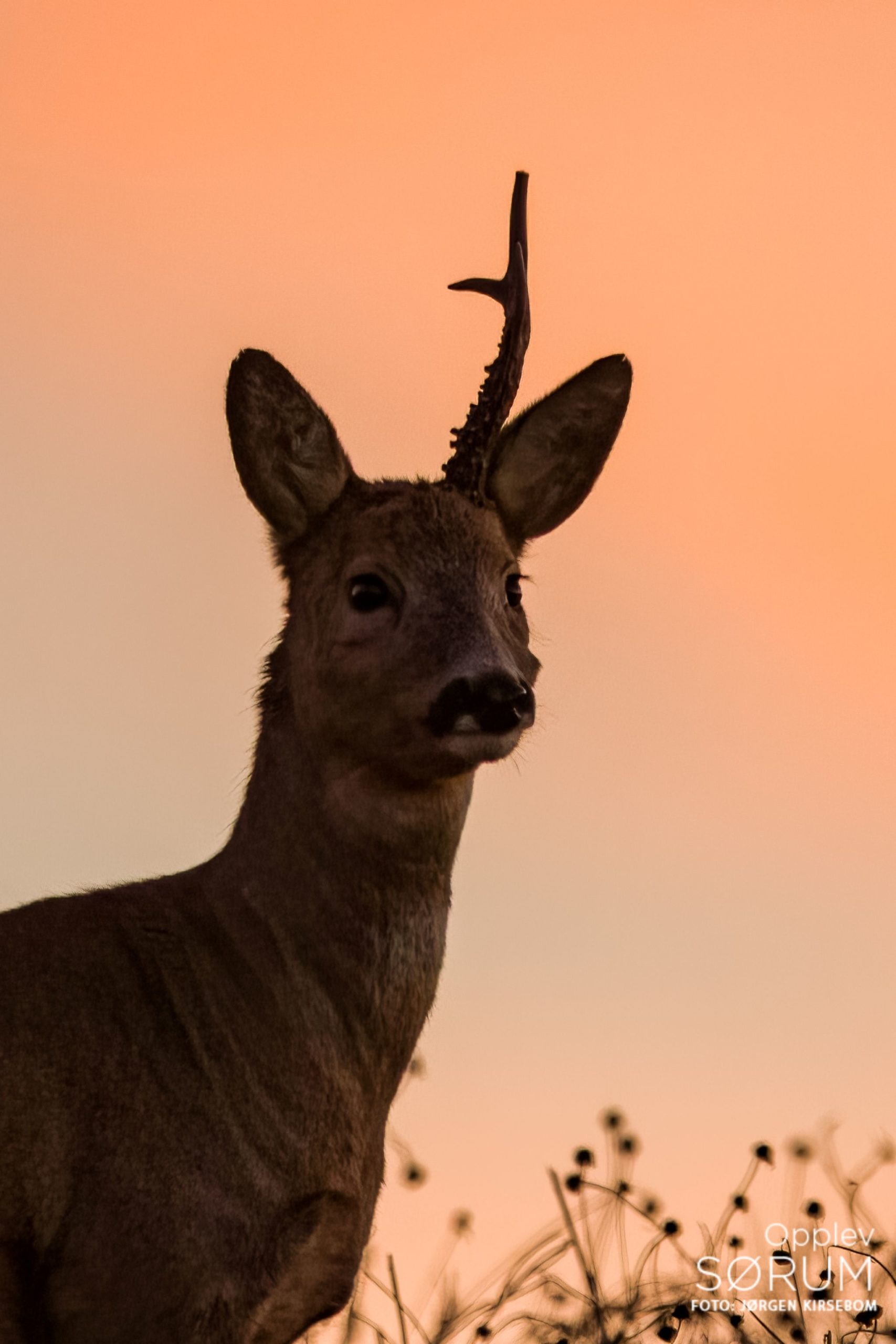 natur-november25