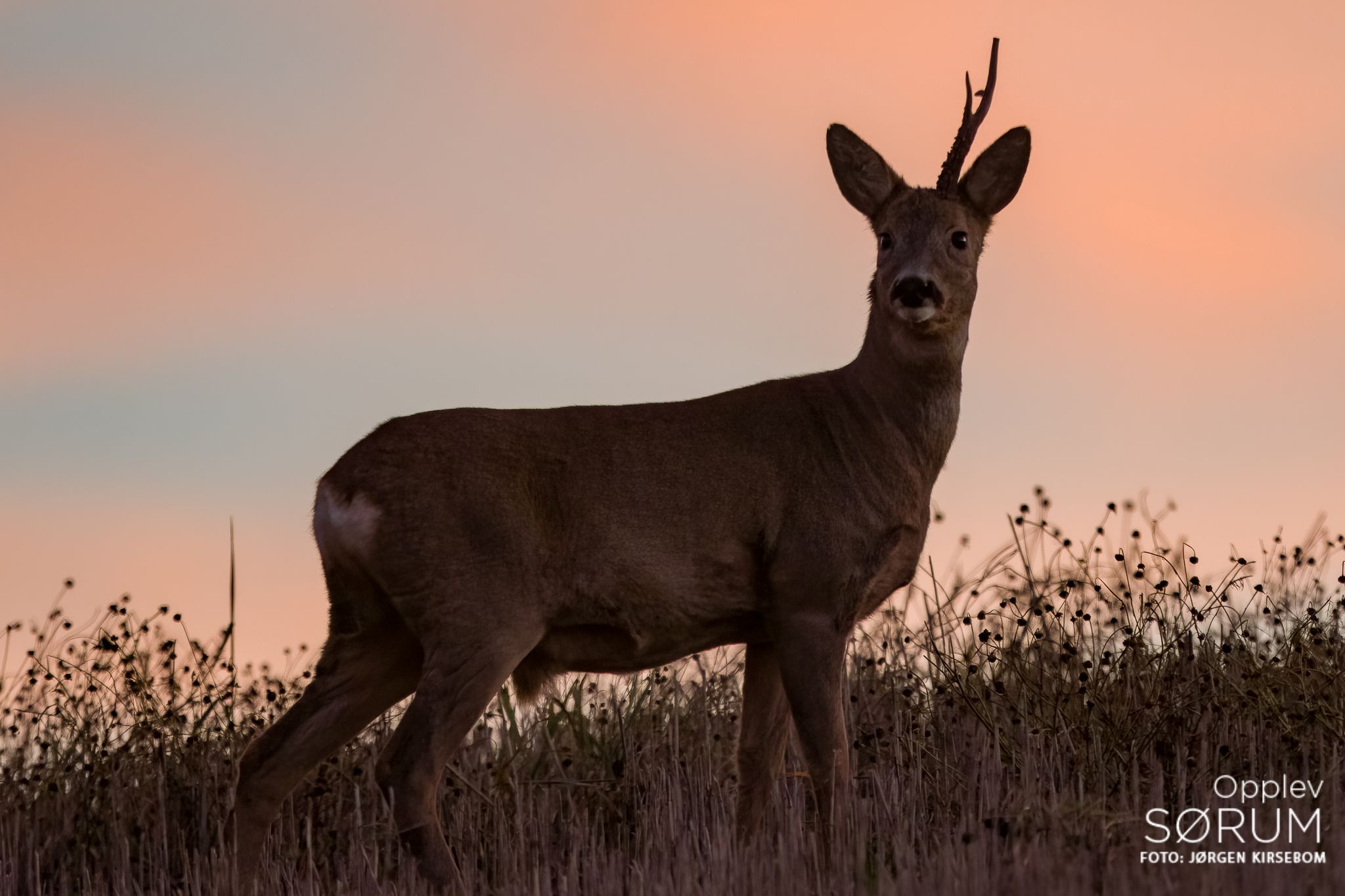 natur-november26