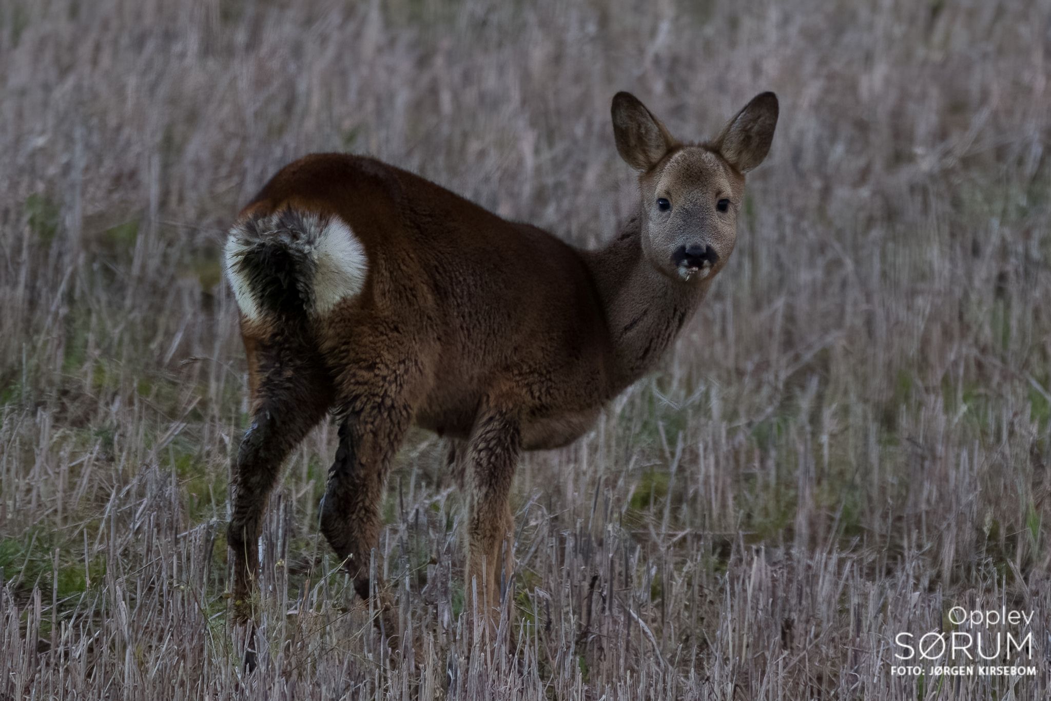 natur-november35