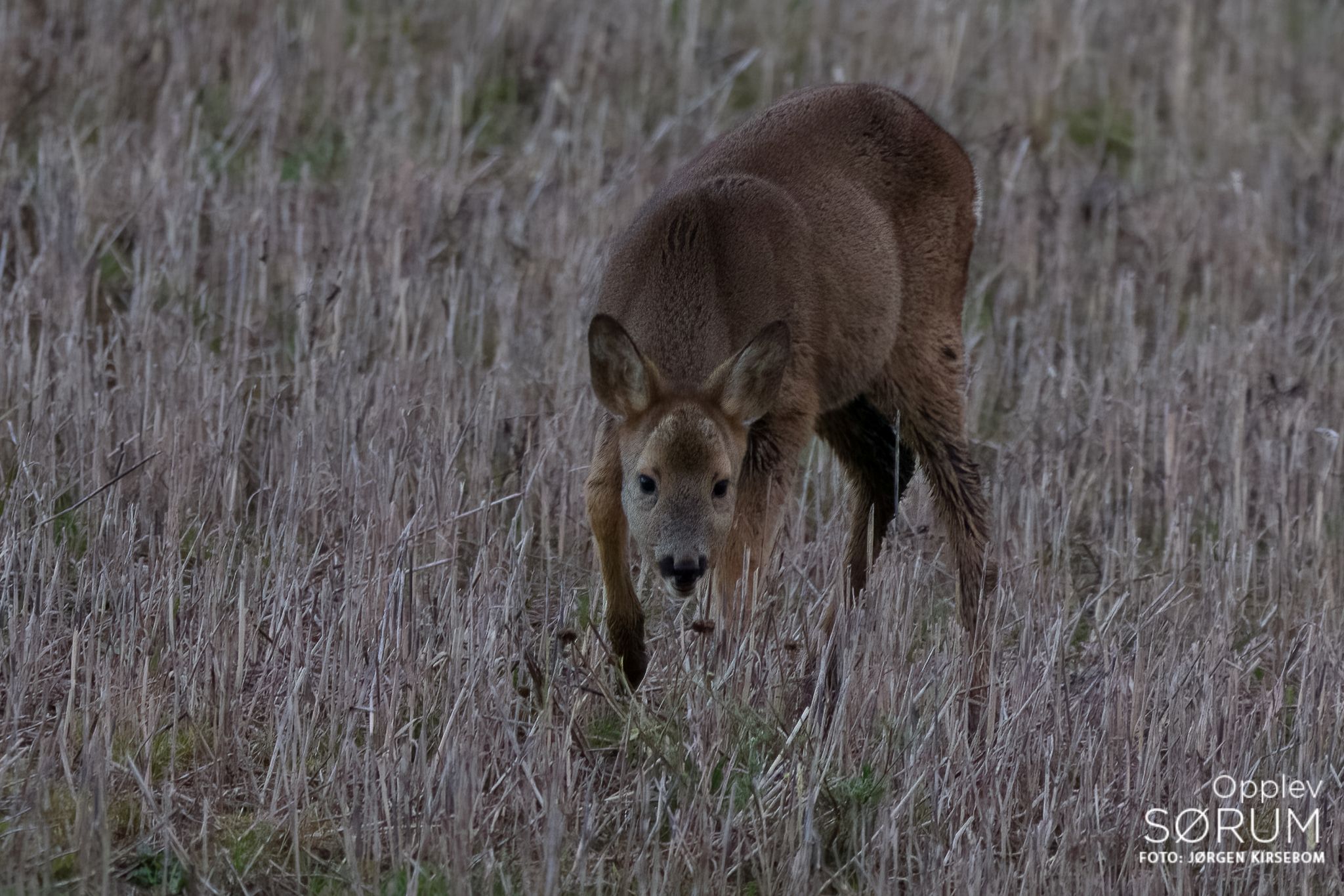 natur-november36