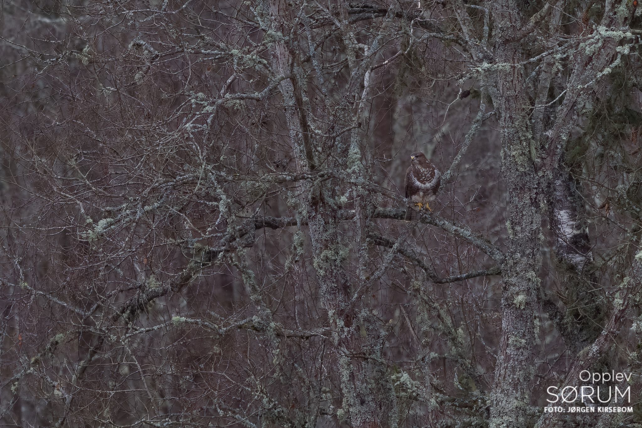 natur-november48
